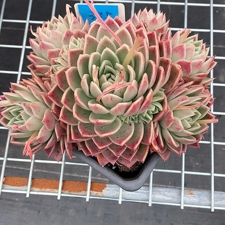 S***e325———直播福利