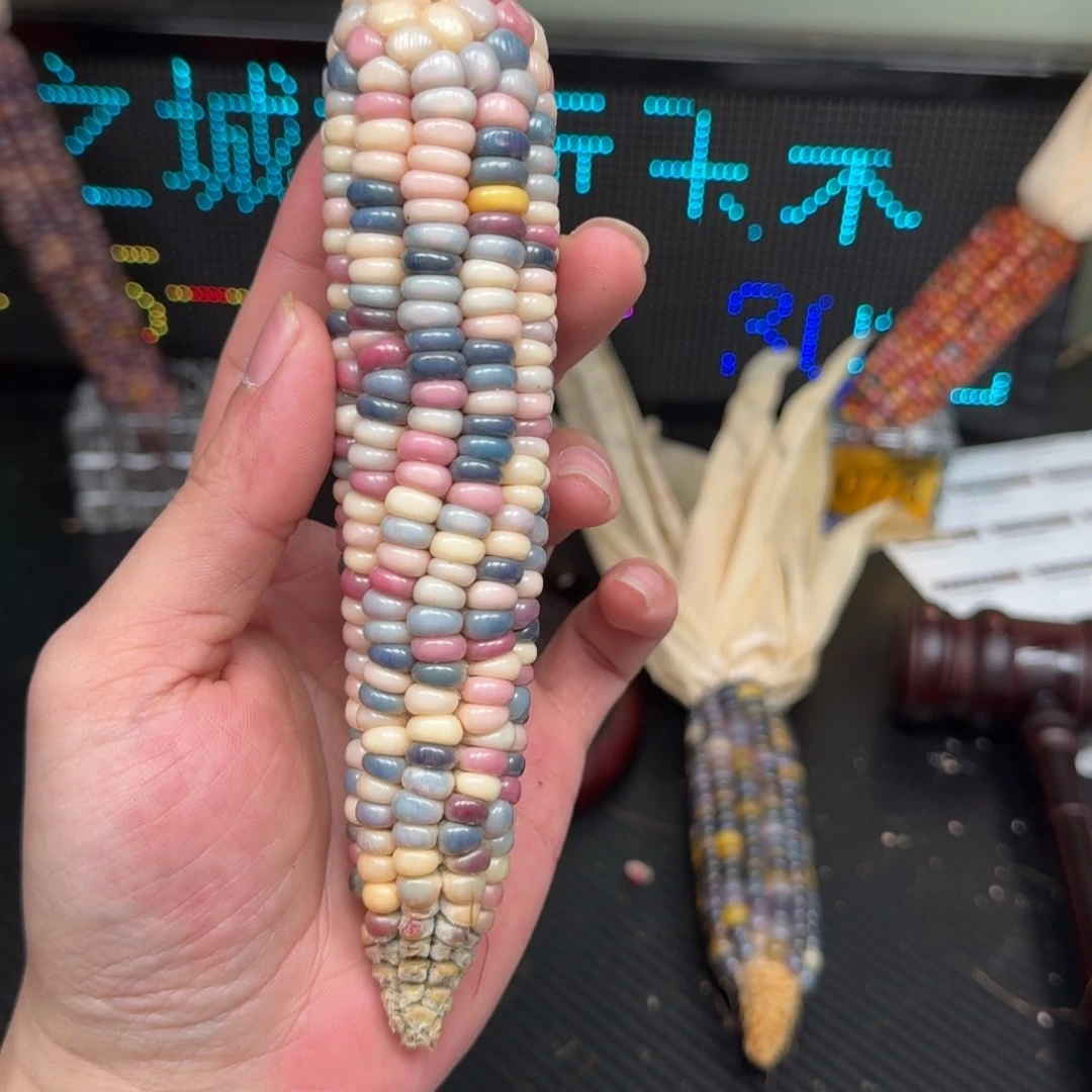 柏香籽/百香籽吊坠夕*