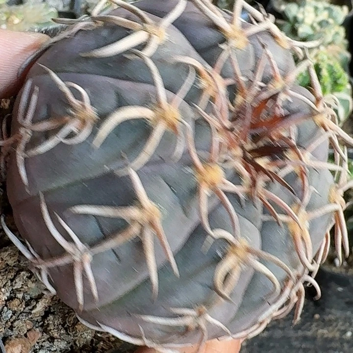 无花朵实生紫皮猫爪039