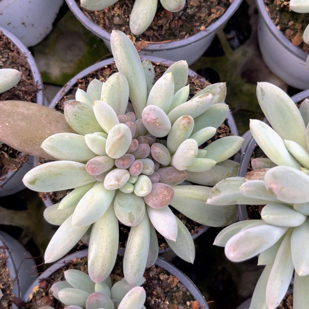 哥特萝莉多肉植物