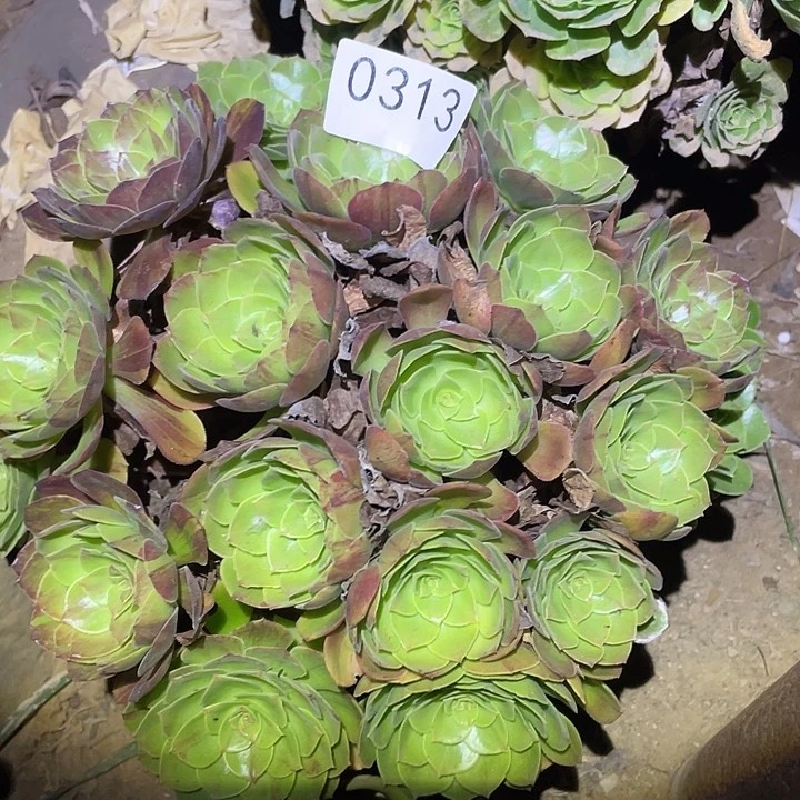 多肉植物法师313花月夜