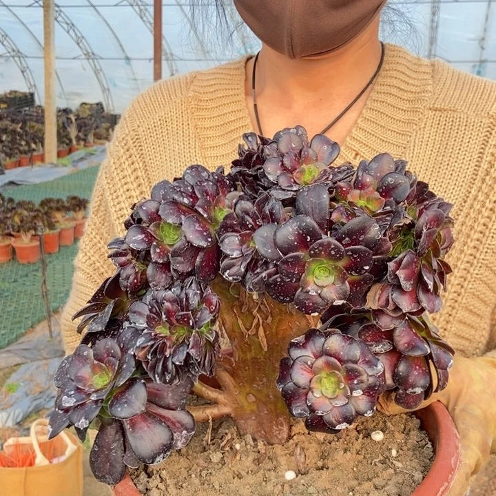 288华纳缀化老桩朵朵