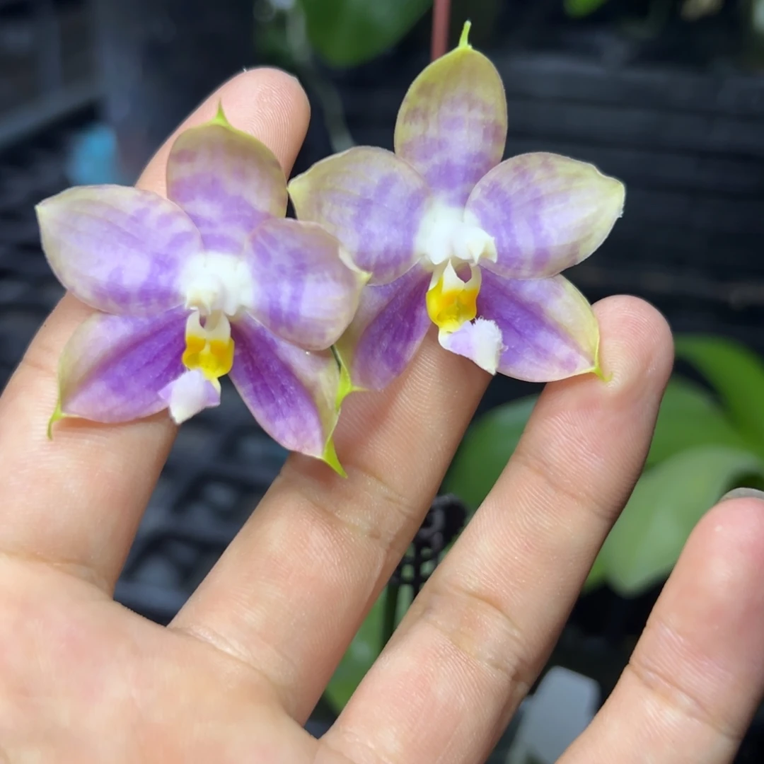 完全开放l899三寸ys1209