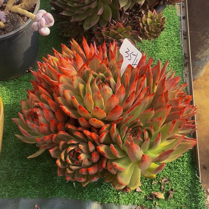 暮***雨丽娟花卉超级弗兰克手捧