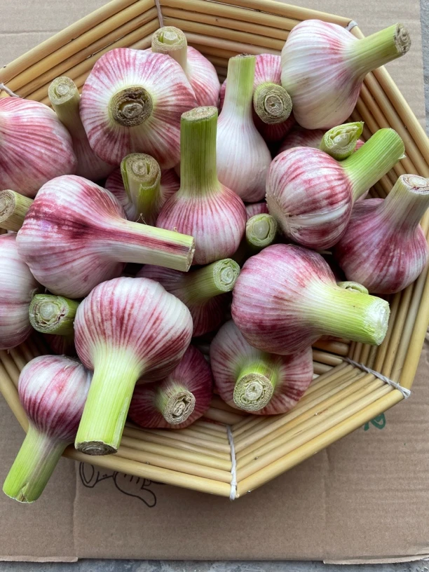 25年新鲜大蒜现挖可泡糖醋蒜农户自种坏果包赔三斤/五斤装