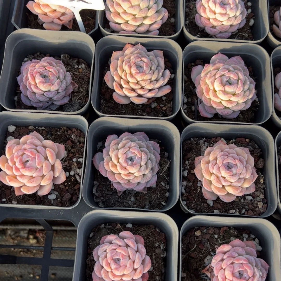 雪颜冰魄一颗量拍多肉满20包邮