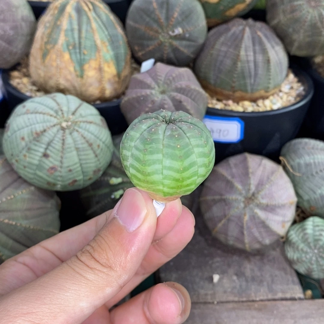 欧系实生布纹球多肉植物