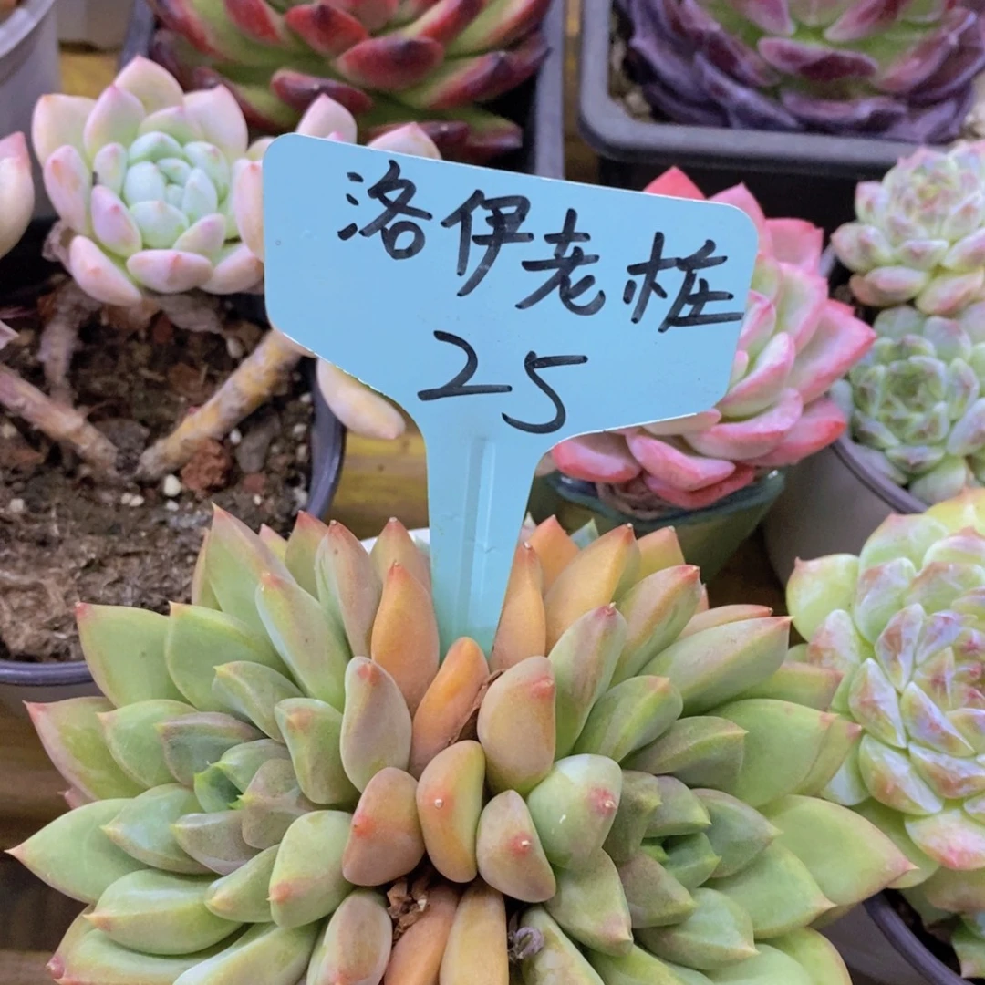 马年见，来日方长，一单包邮