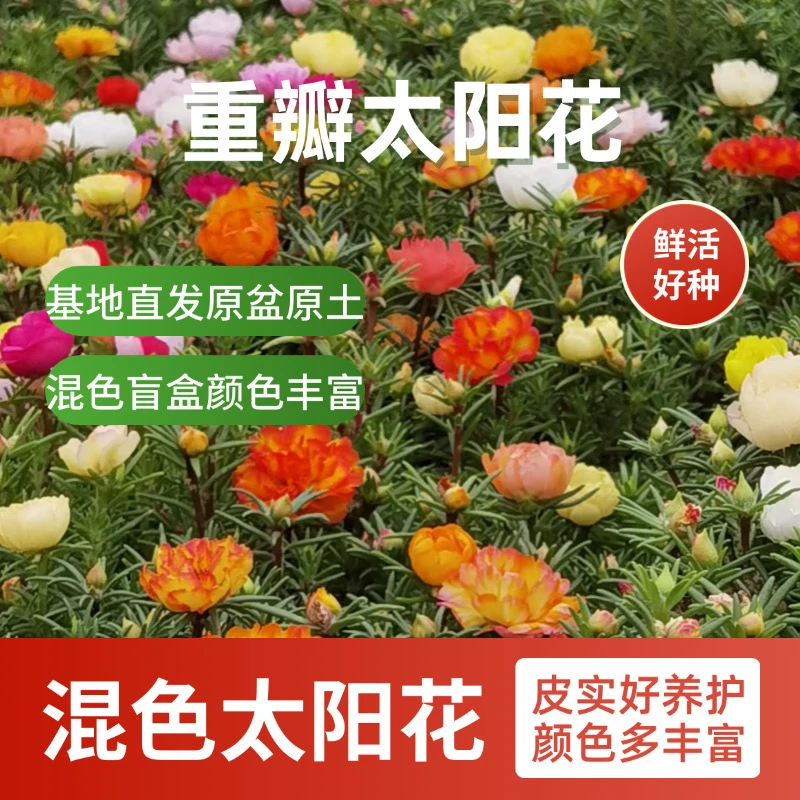重瓣混色太阳花苗带花苞四季开花好养活阳台耐热绿植花卉盆栽