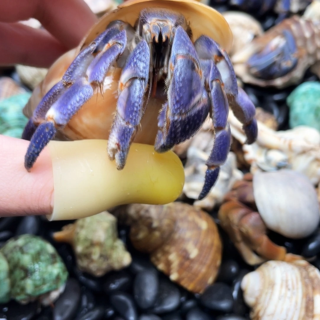 3口炫彩色紫陆 快冲啊