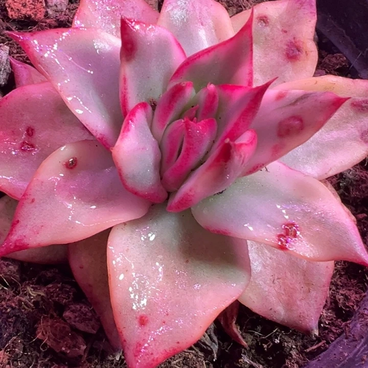 吉赛尔锦多肉植物