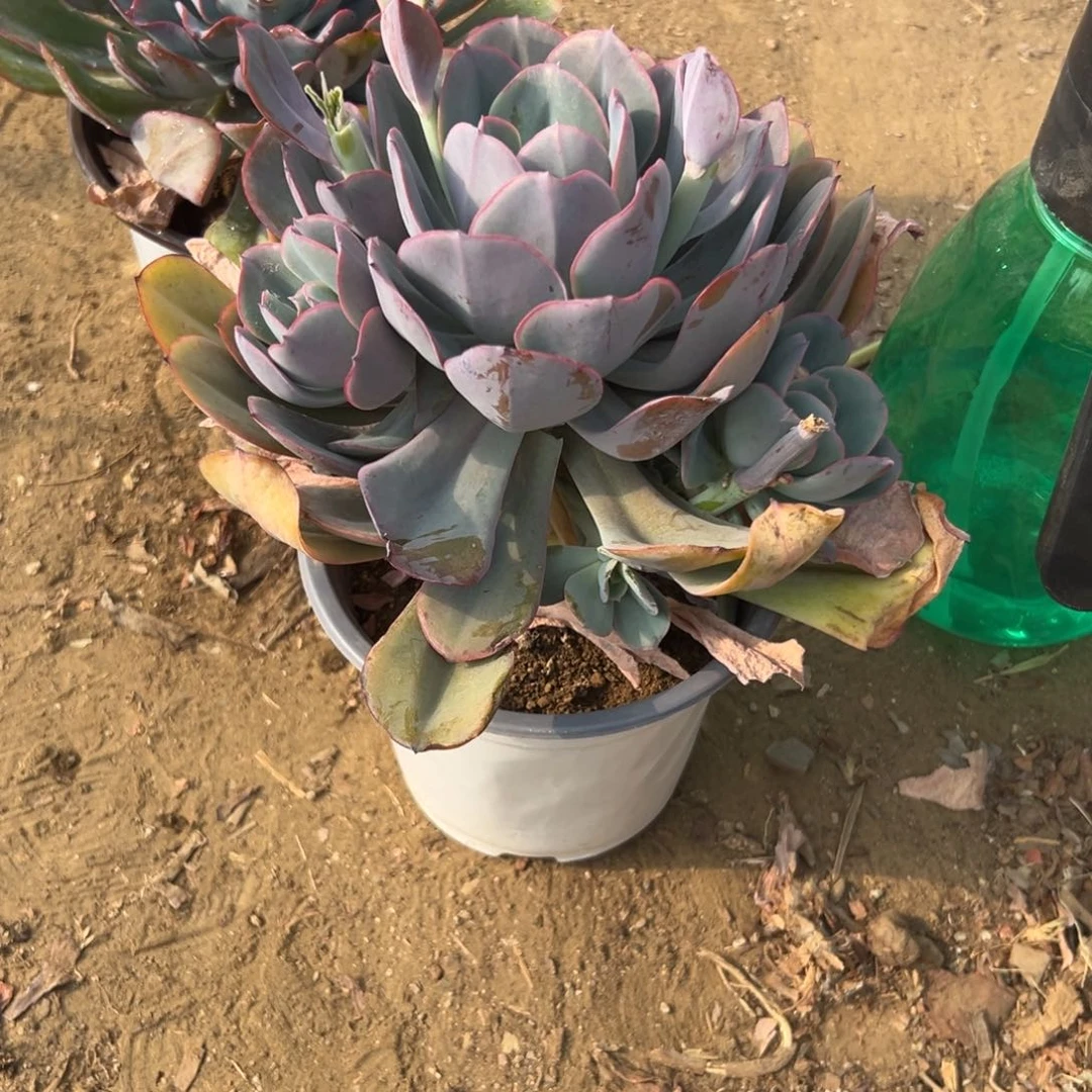 ✨****多肉植物多肉植物