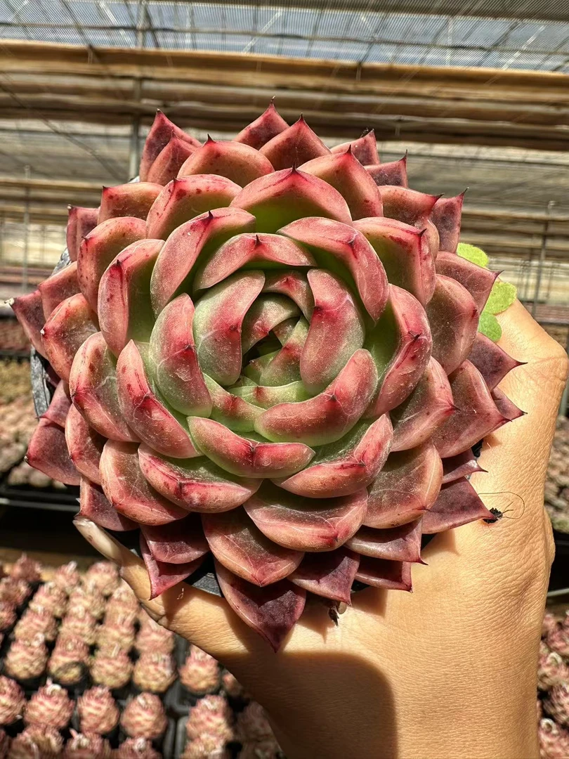 10#227宠粉玫瑰多肉植物  前男友精品多肉SM0039