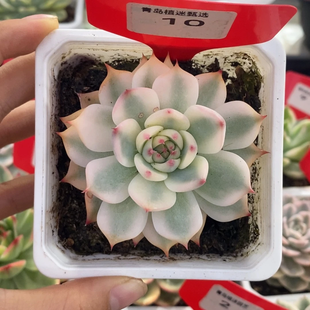 10号吉娃娃锦多肉植物