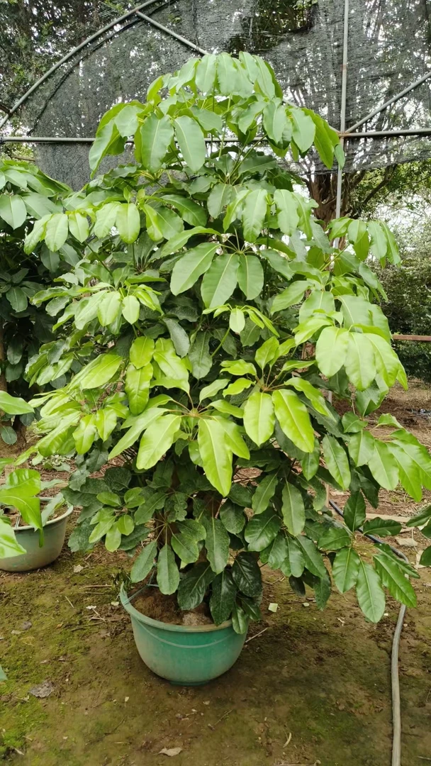 （网红爆款）老桩多杆大叶伞植物盆栽招财树办公室客厅庭院大绿植