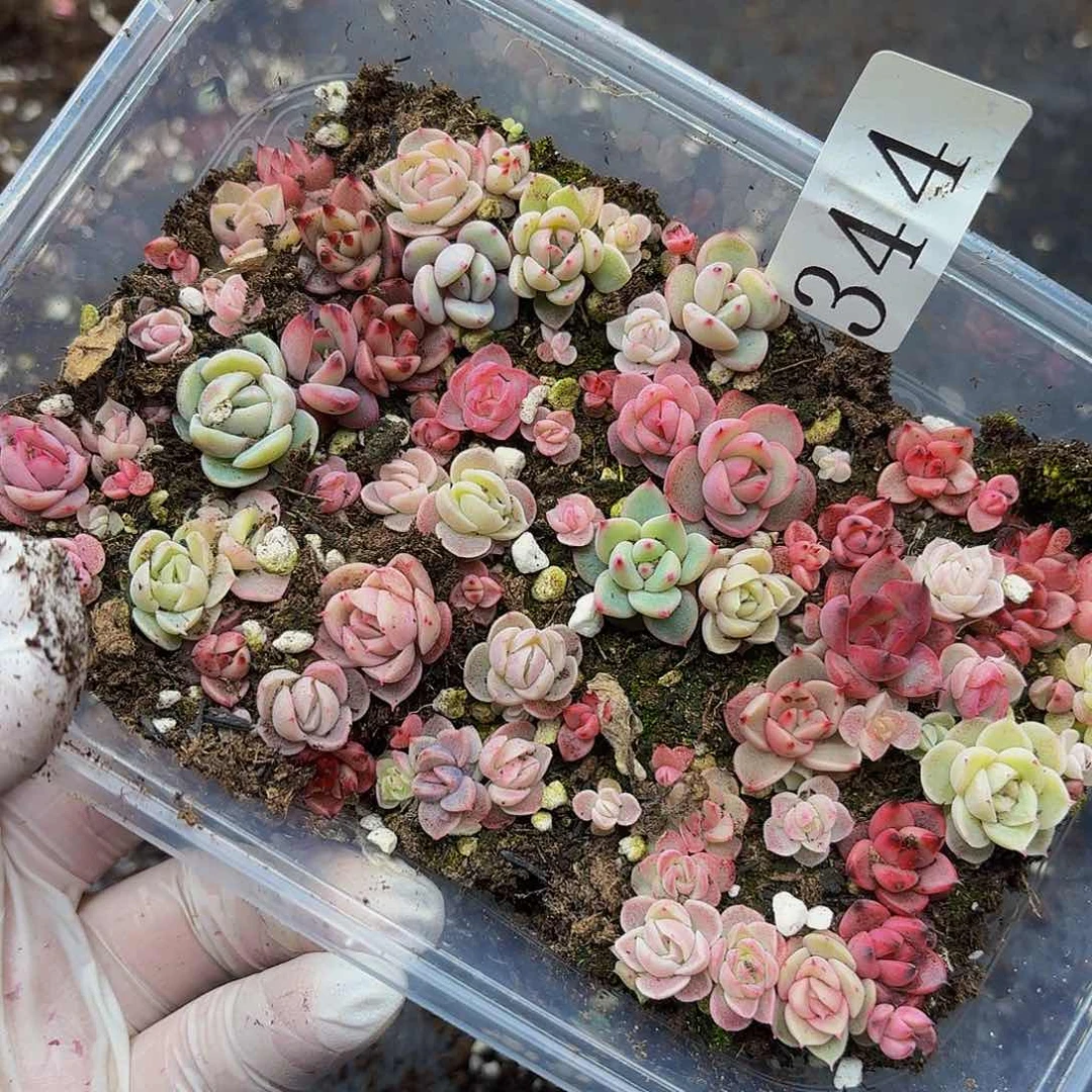 多肉植物多肉植物344