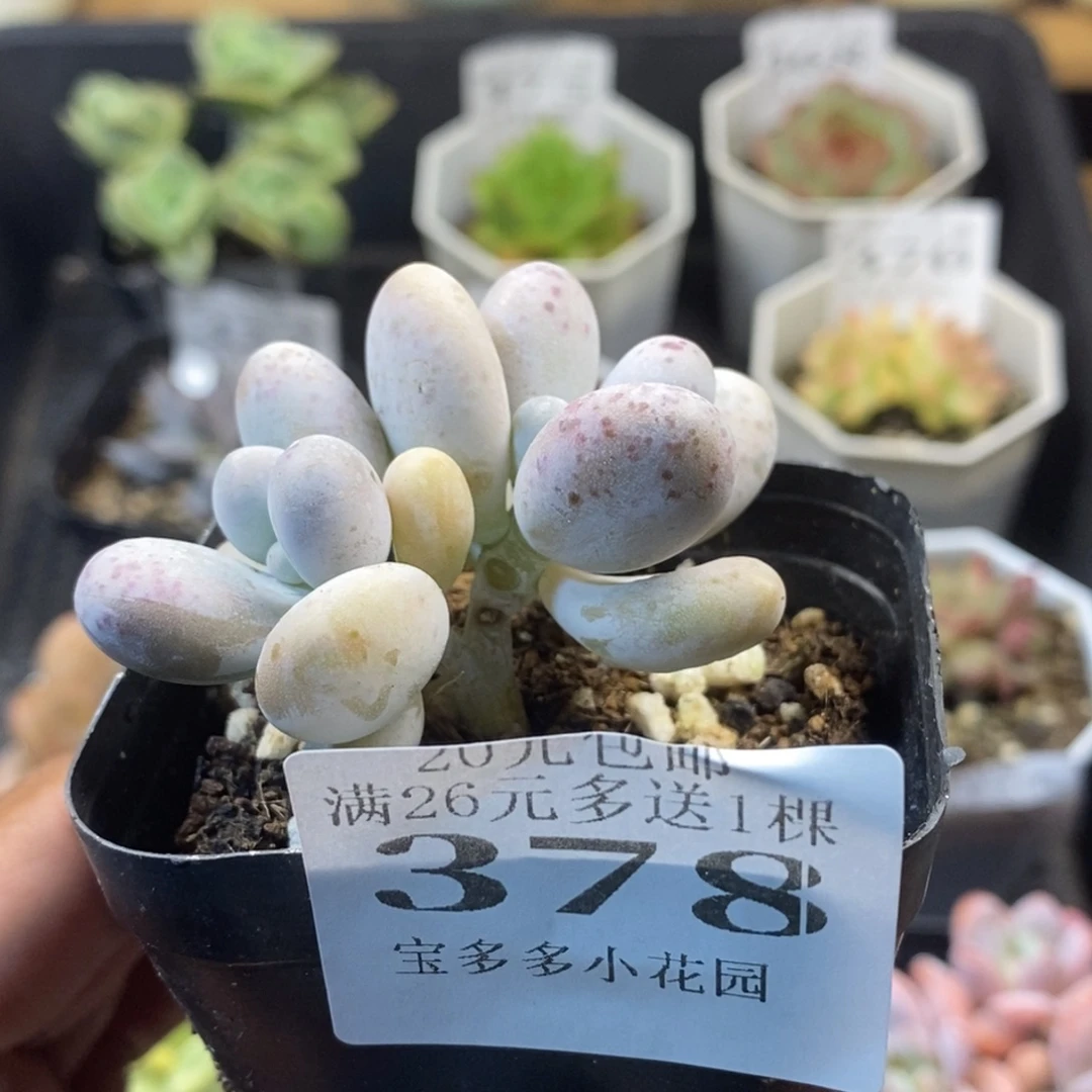 奶酪一物一拍满20元包邮满26送一颗