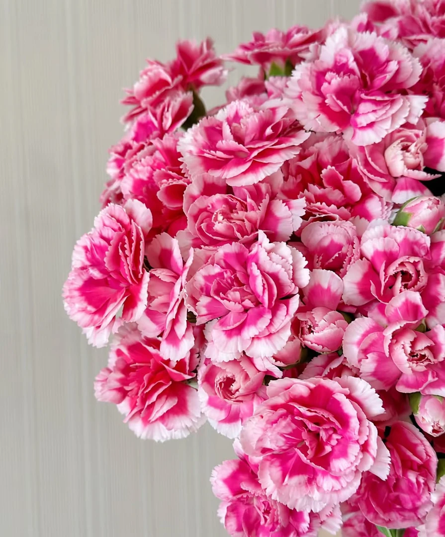 【一件包邮】米妮多头康乃馨20支   云南基地鲜花 家养 水养