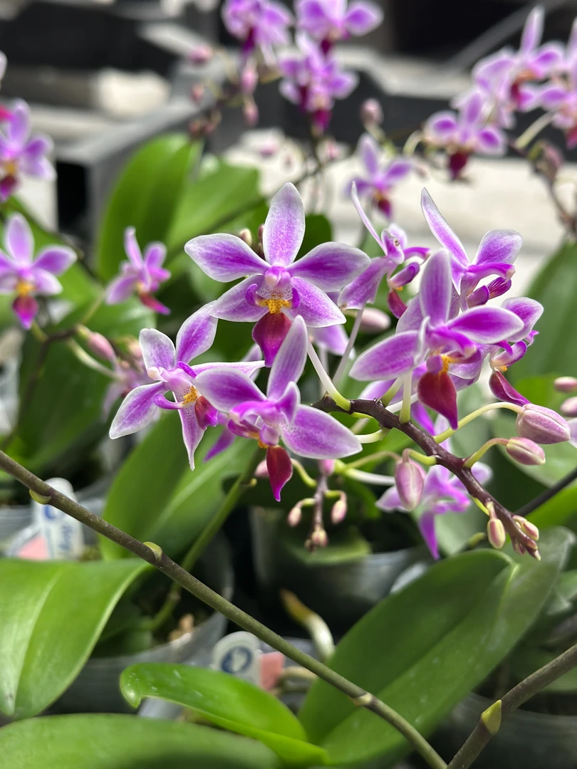 【彩虹碎片xe橘子三唇】稀有品种原生种有花香耐高温蝴蝶兰