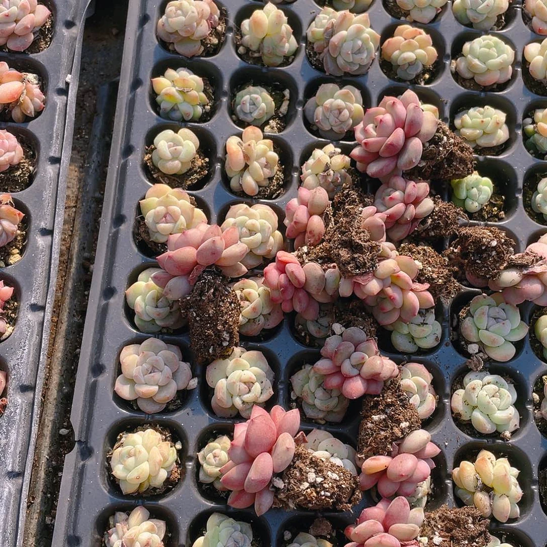 淼*12个凌雪一个满25包邮