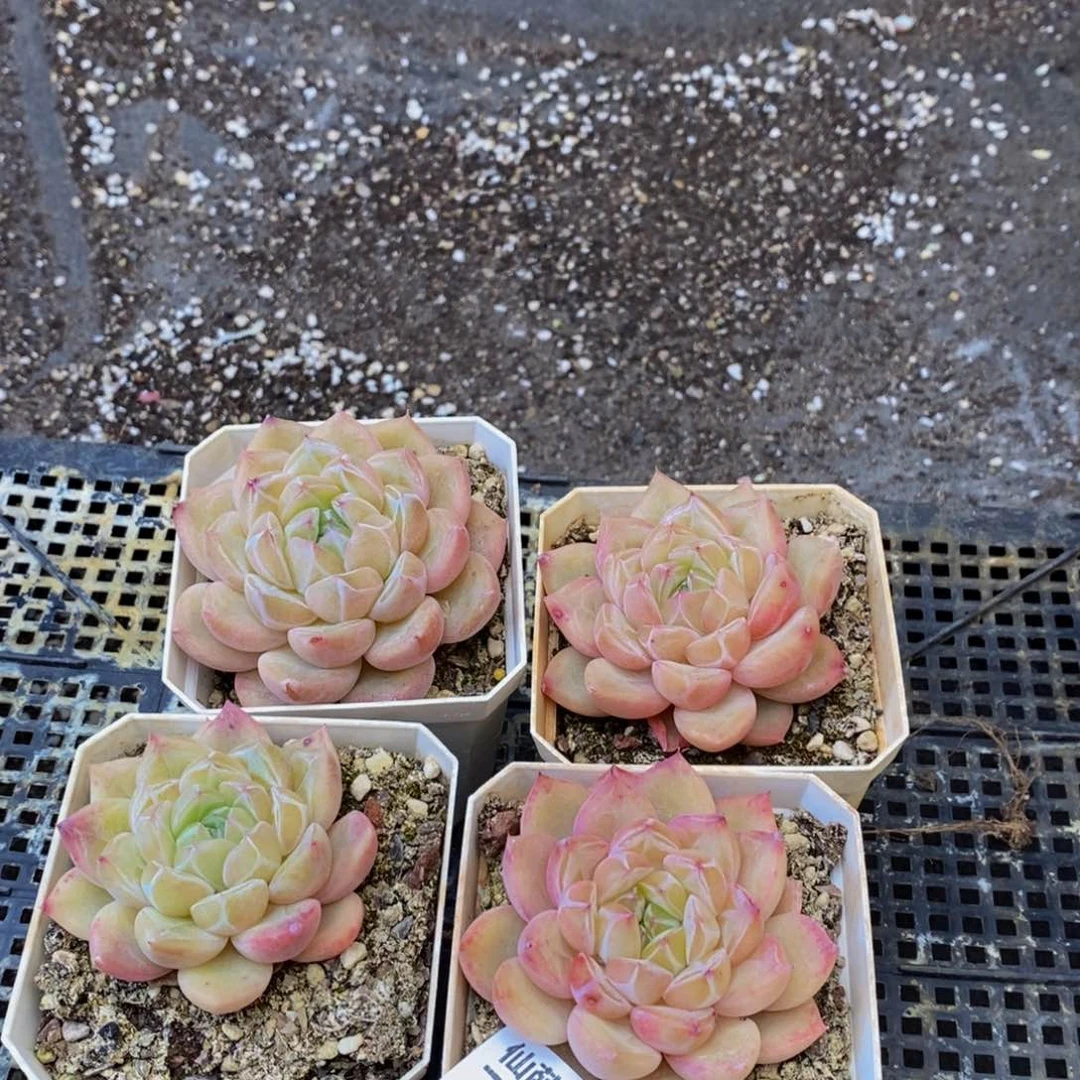 X***l710多肉植物保护研究所所长助理