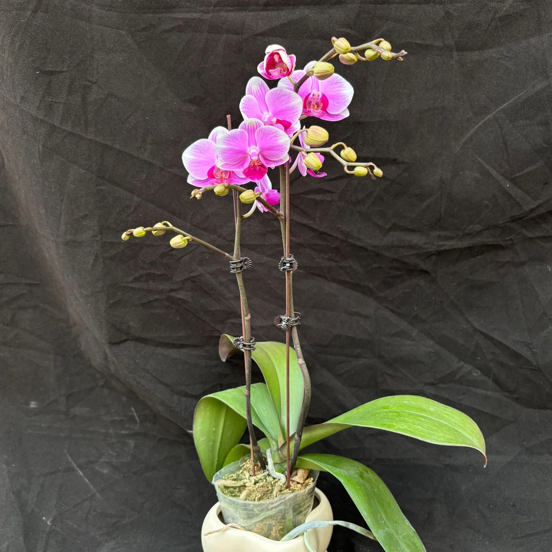 蝴蝶兰（糖果）3寸开花株