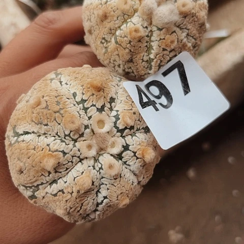 497两个超兜枕木无根