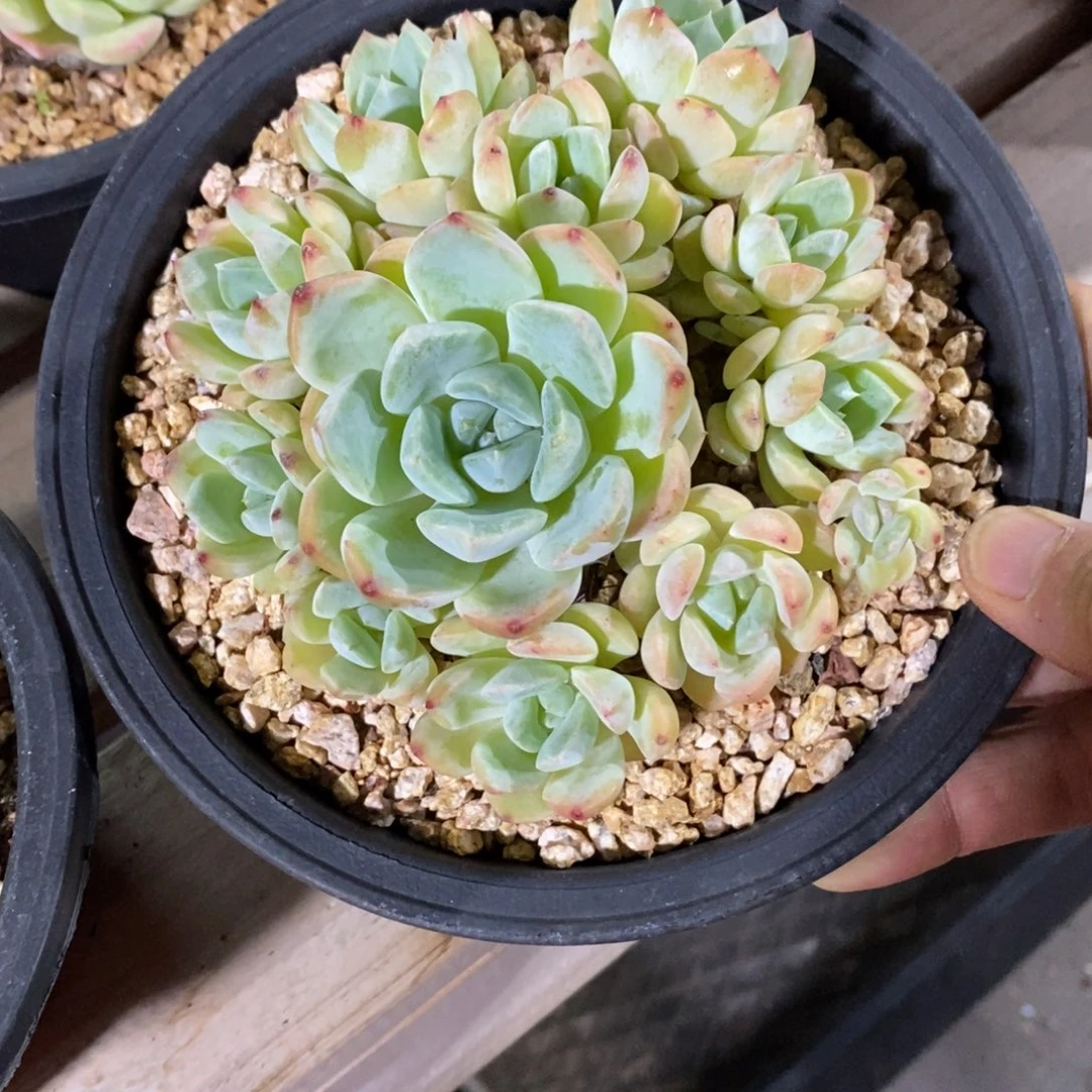 精品多肉一物一拍不包整190