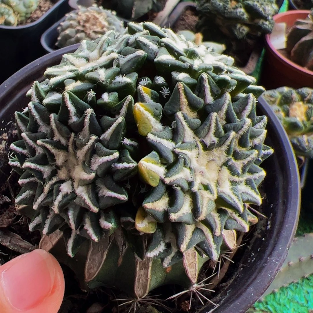 无花朵黑牡丹群410