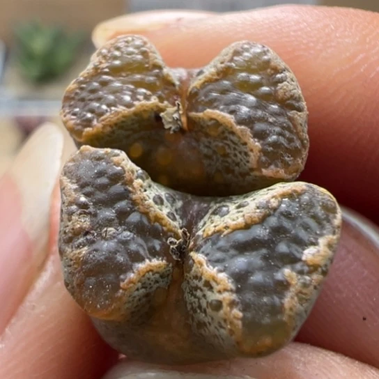 全窗一颗蝴蝶勋章72。