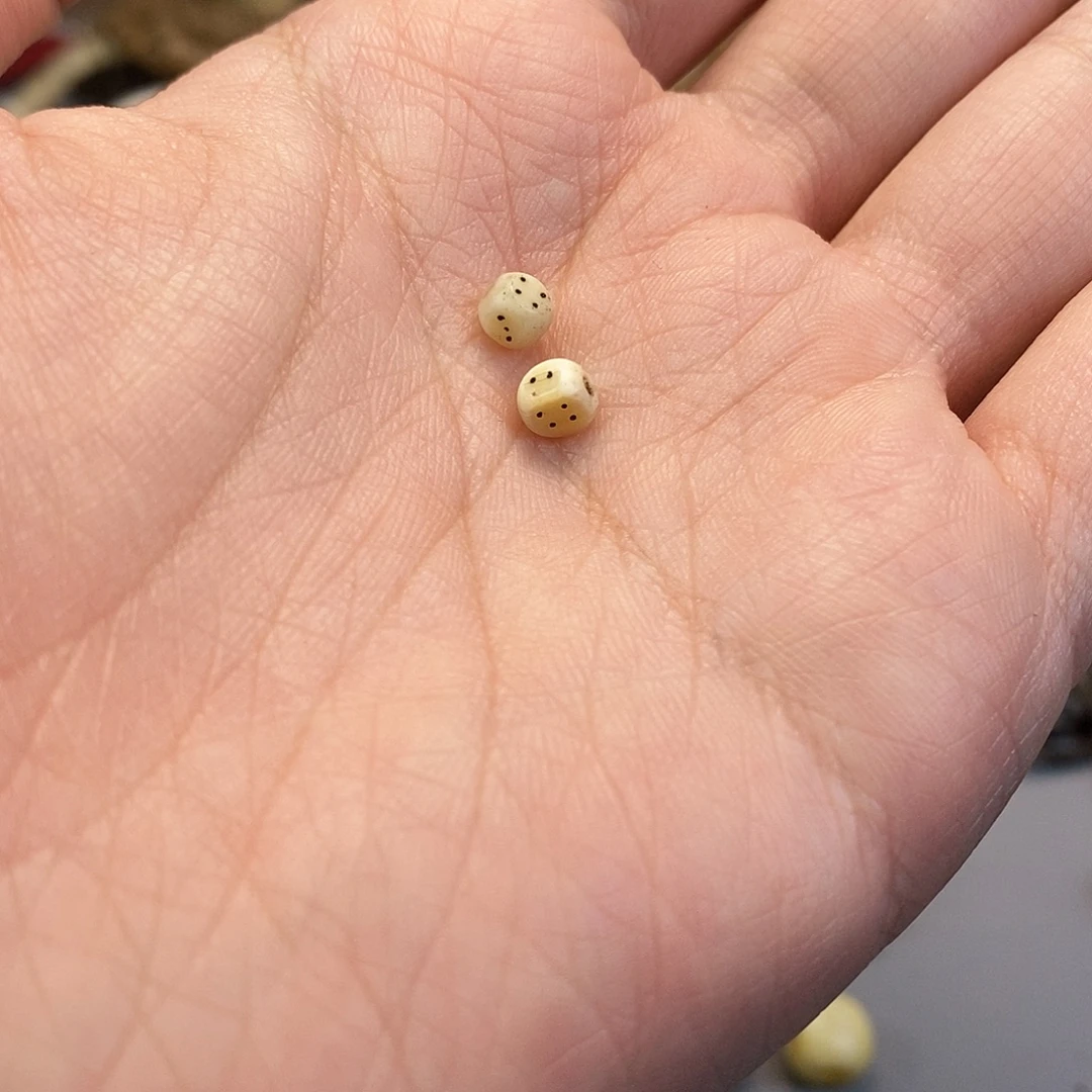 吊坠柏香籽/百香籽