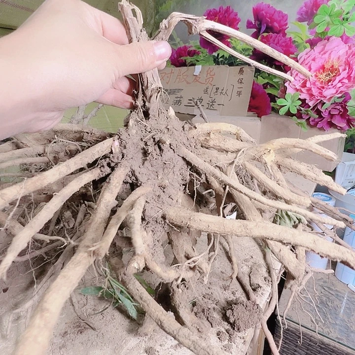 当前无花朵，栽培后可花朵荷包牡丹