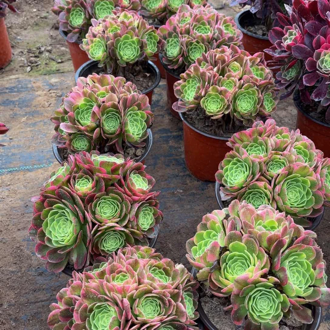 万奶白绣球9.9法师多肉嫩