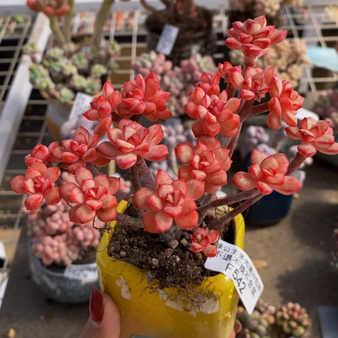 探戈缀542/10cm多肉