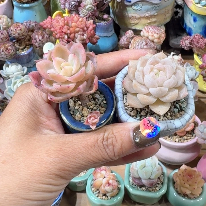 386 多肉含盆土 30元 除偏远地区