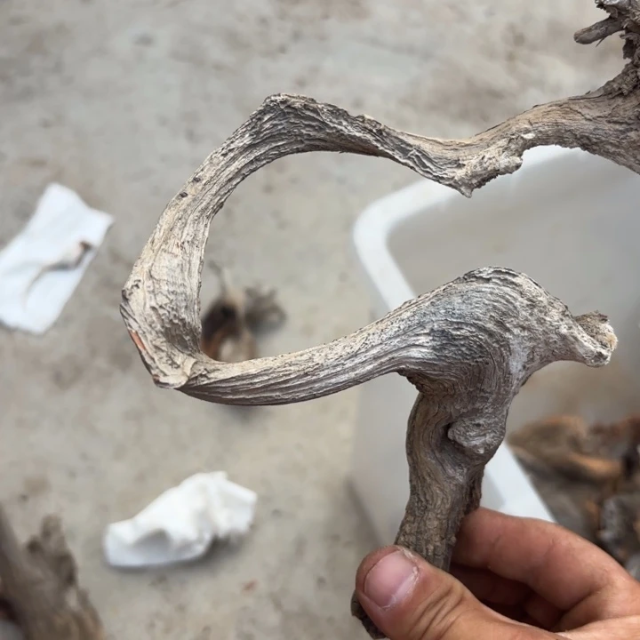 柏木（崖柏）Q*太行崖柏