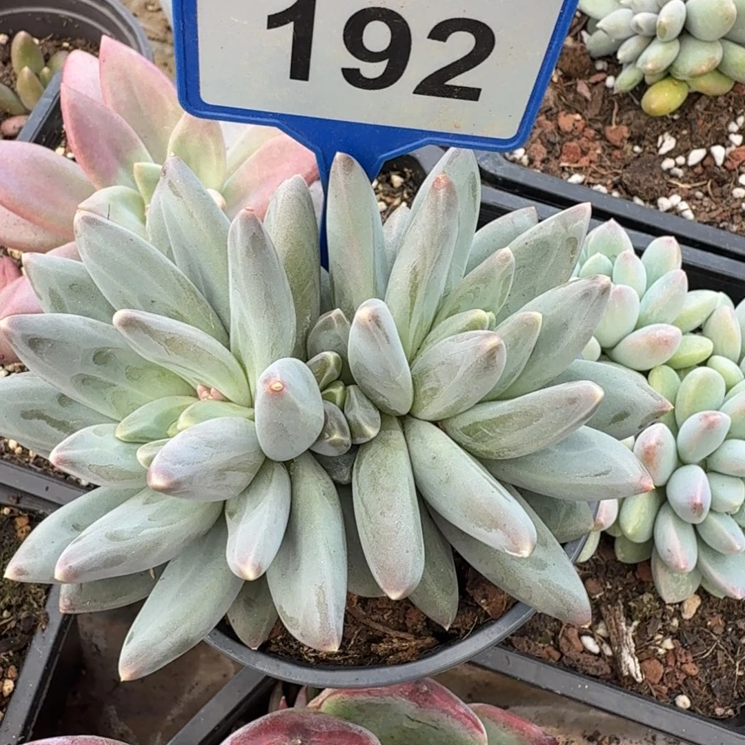 雪戴粒一物一拍192