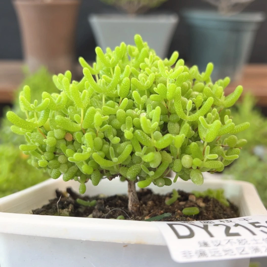 【闪购商品】dy2156蜜橘糖球冠幅8cm