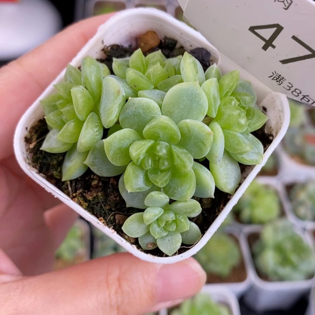 泼天富贵五头一颗整47号