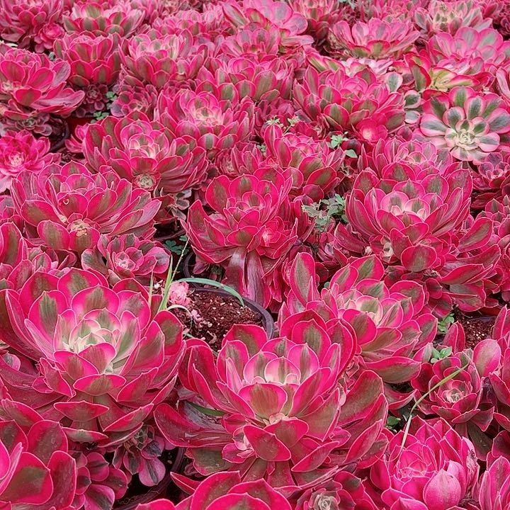 粉女巫多肉植物大战