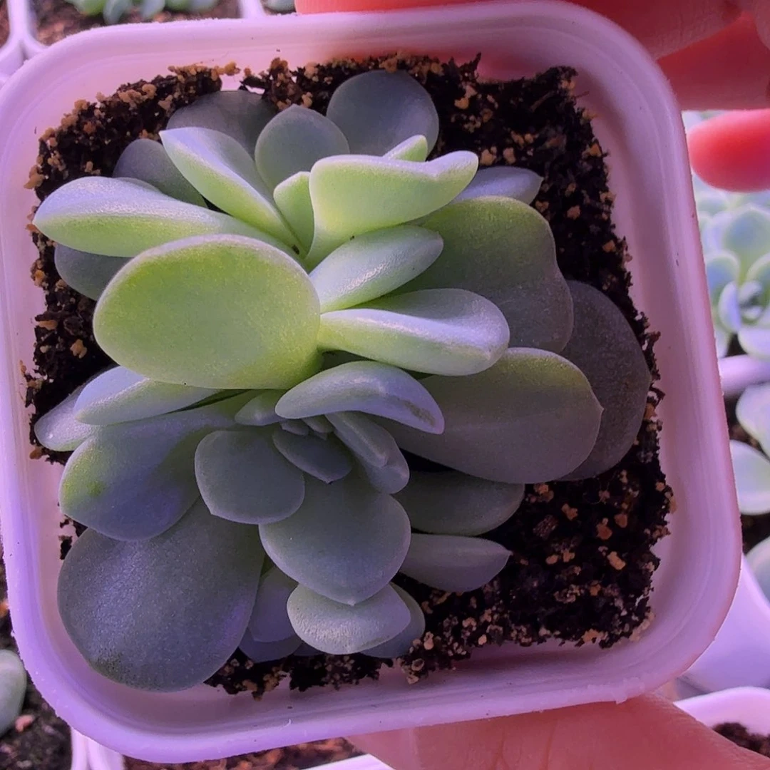 甜心2909叶插苗一物一拍