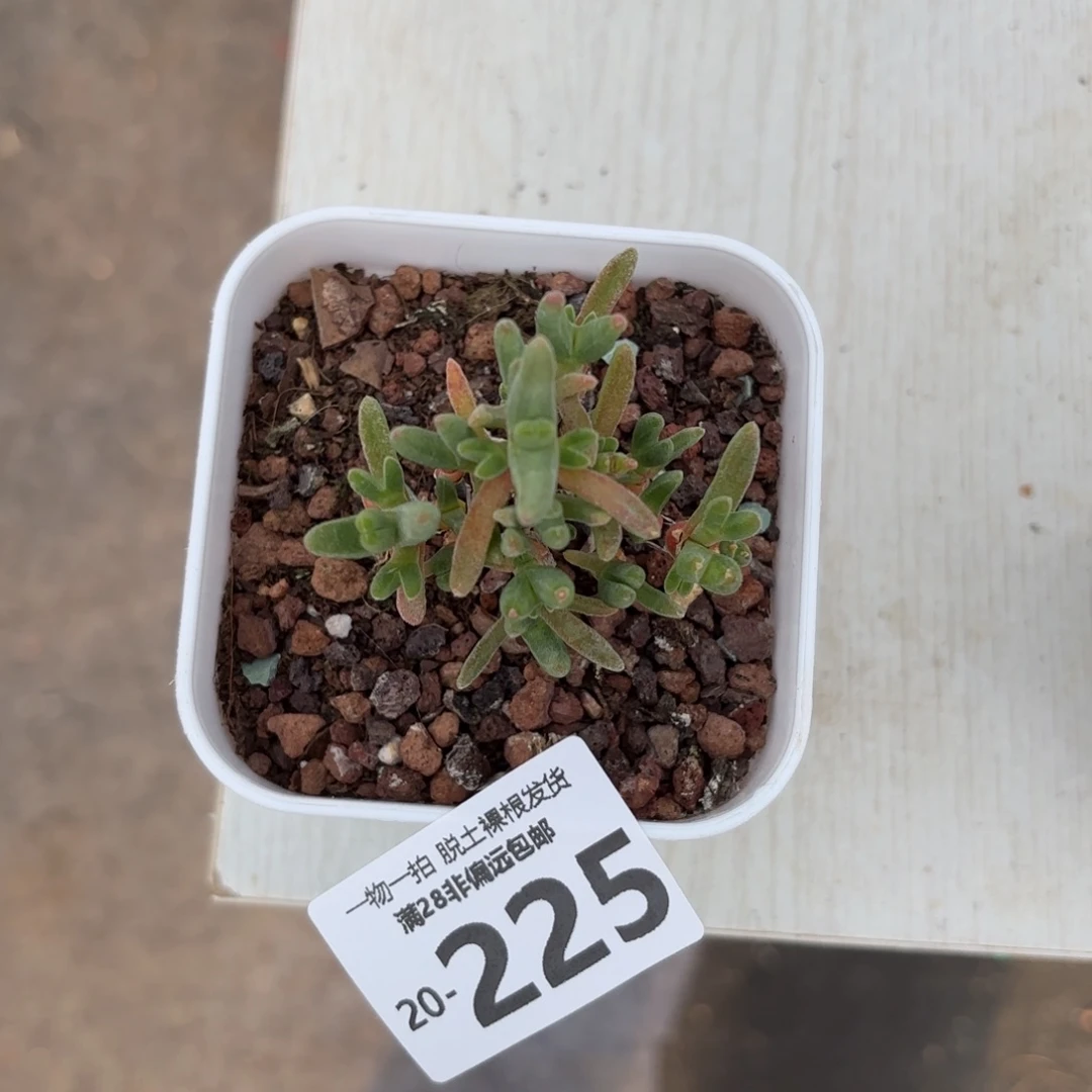 枝干番杏兔子多肉