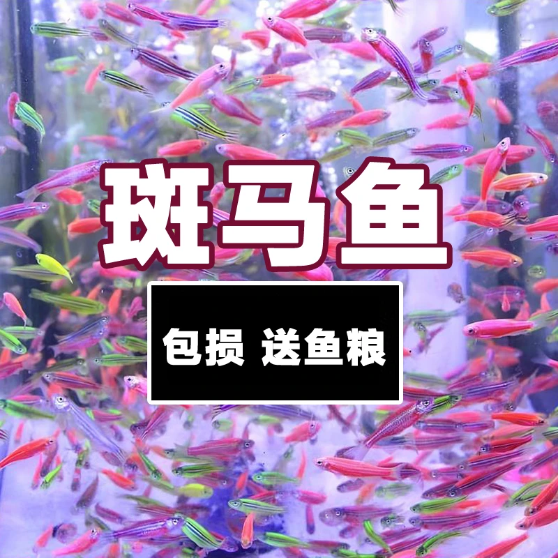 【25条红黄斑马】淡水鱼灯科鱼练手鱼好养小型热带观赏鱼冷水鱼