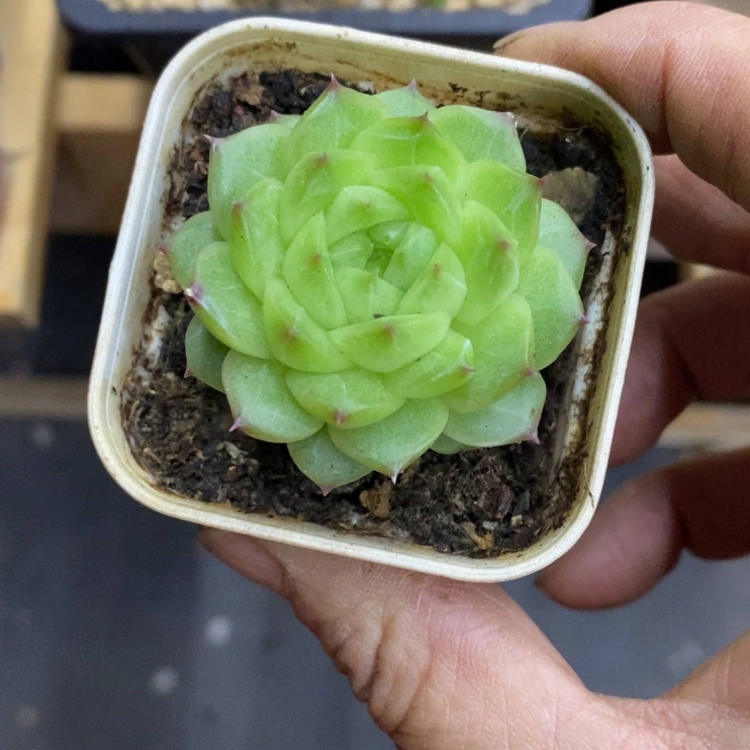 精品多肉一物一拍不包整193