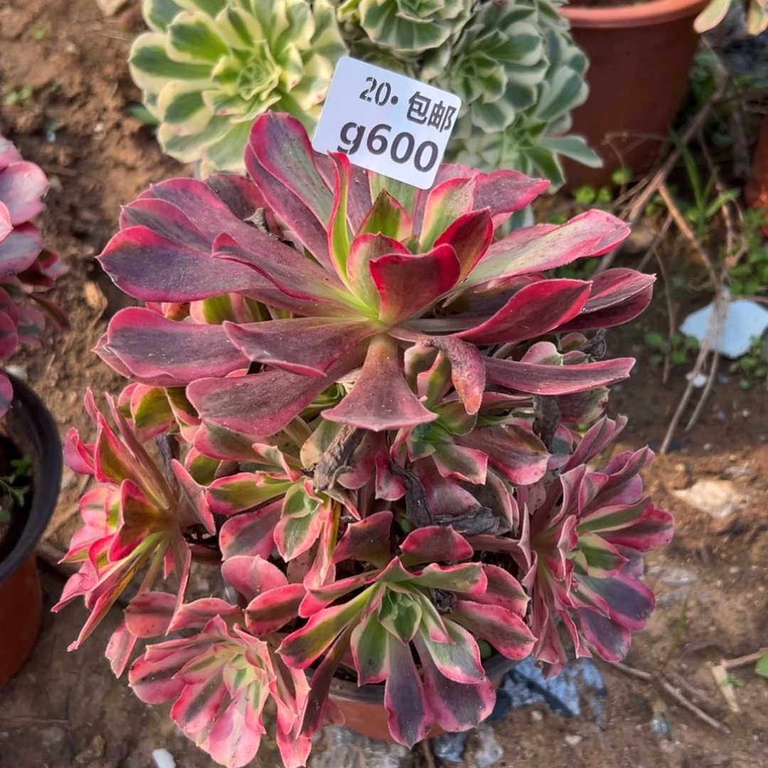 轻***a600美杜莎，多肉法师