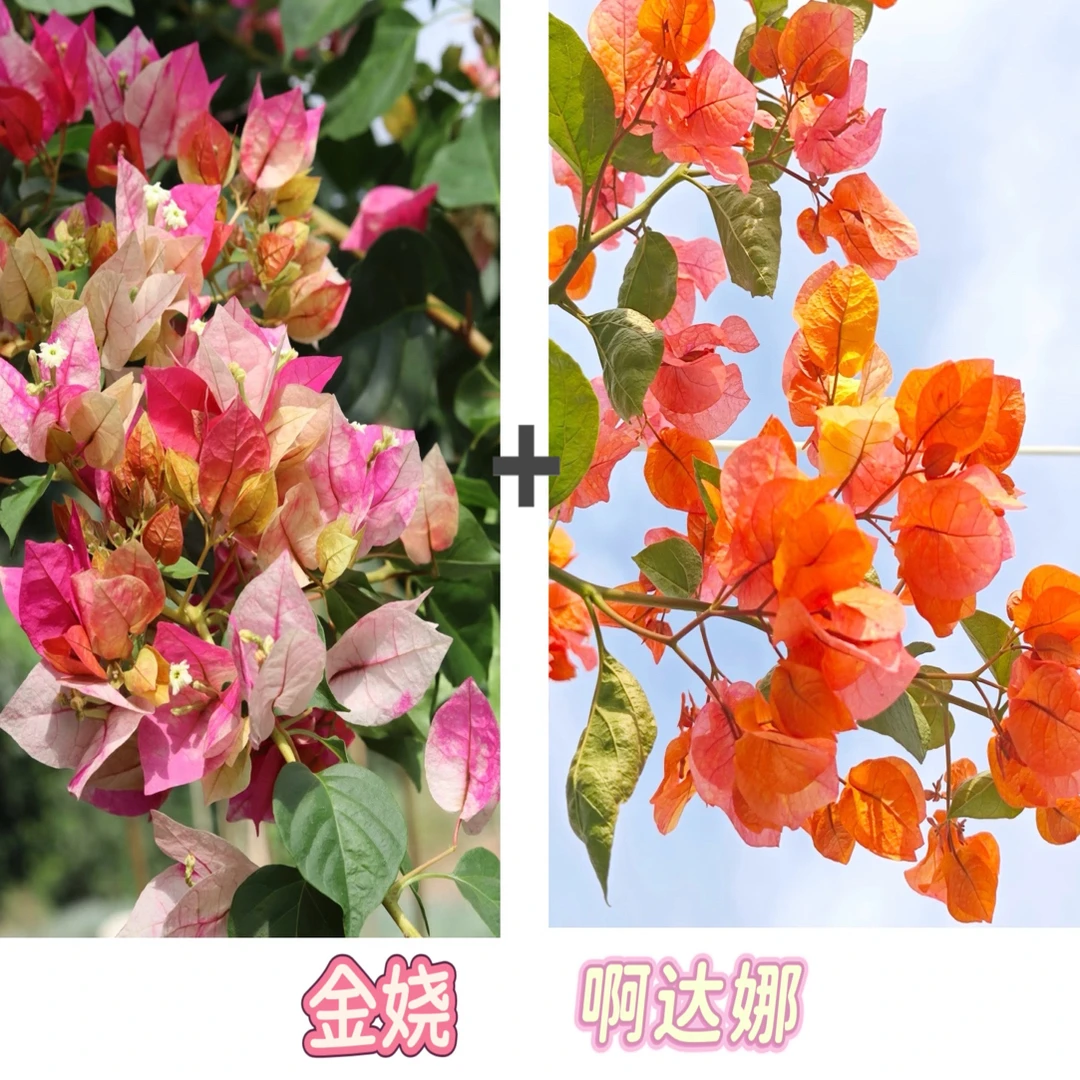 （金娆+啊达娜）到手2棵三角梅四季勤花可爬藤（不带花不带盆）
