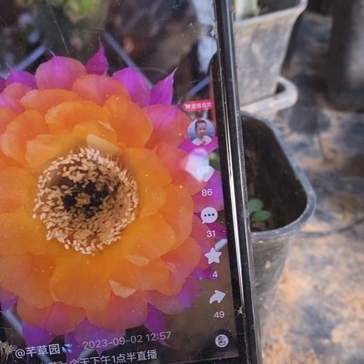 袖普柱嫁接彩草少艾一颗