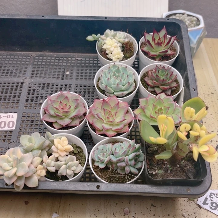 云南省红河州直发
