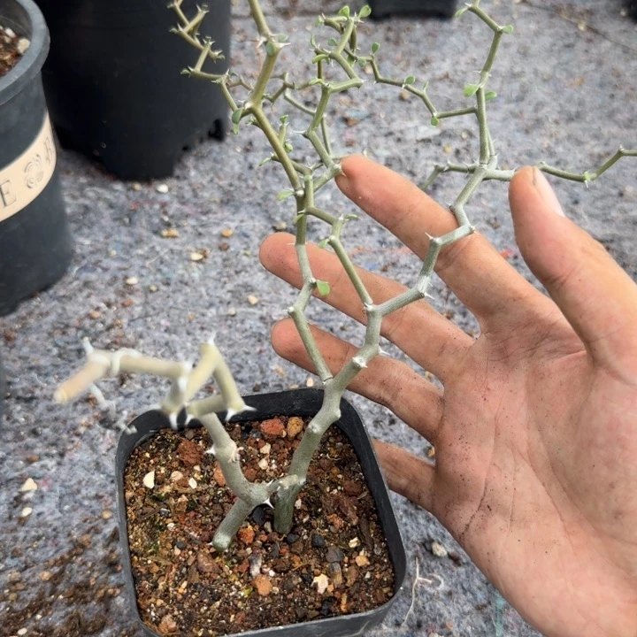 弯曲龙仙人球一物一拍