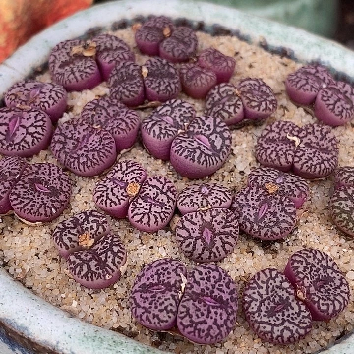 12517双头霓虹安贞一颗